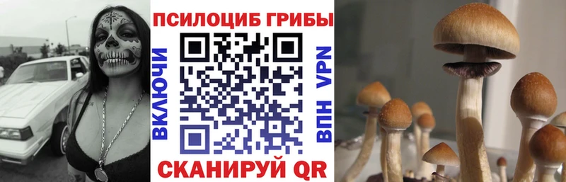 Псилоцибиновые грибы Psilocybe Купить где Комсомольск-на-Амуре